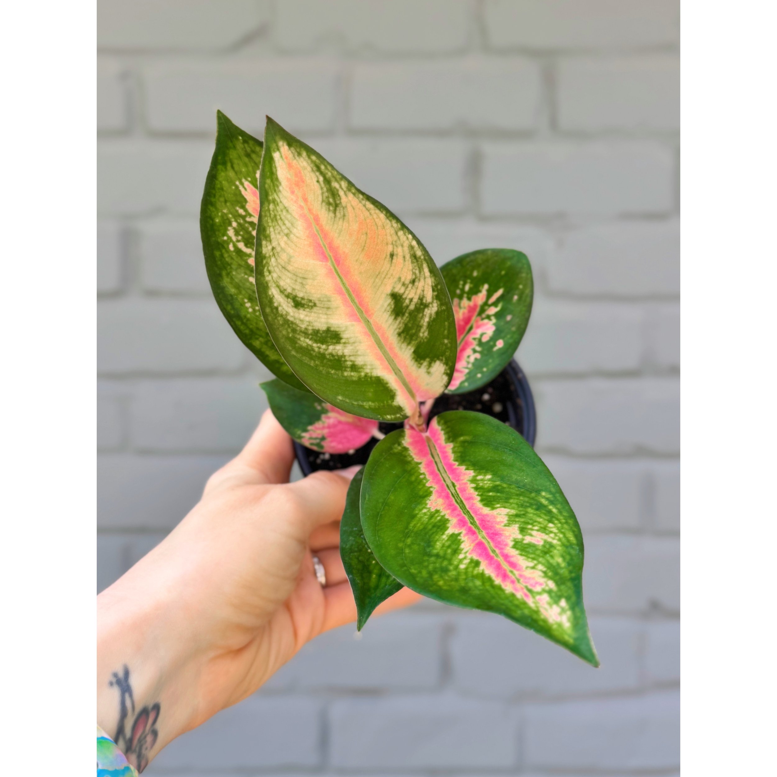Aglaonema Khanza — Stayin' Alive Succulents