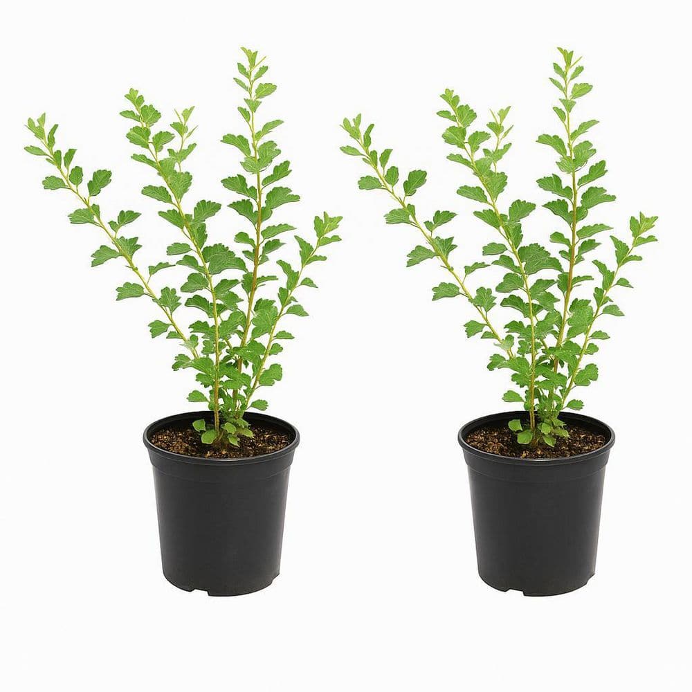 Online Orchards 1 gal. Gro-Low Fragrant Sumac Shrub (2-Pack