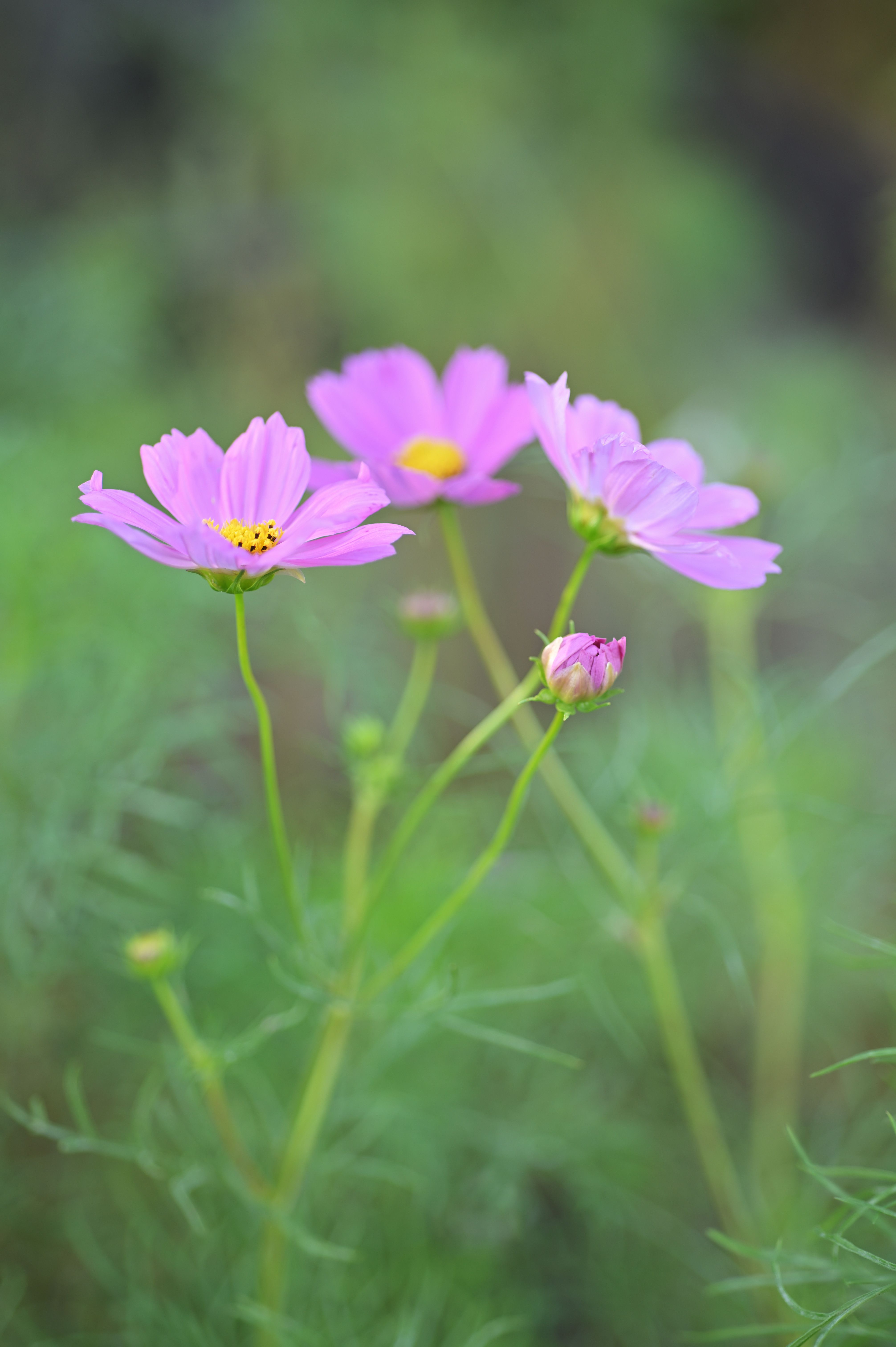 NIKKOR - The Thousand and One Nights No.74 | NIKKOR - The Thousand