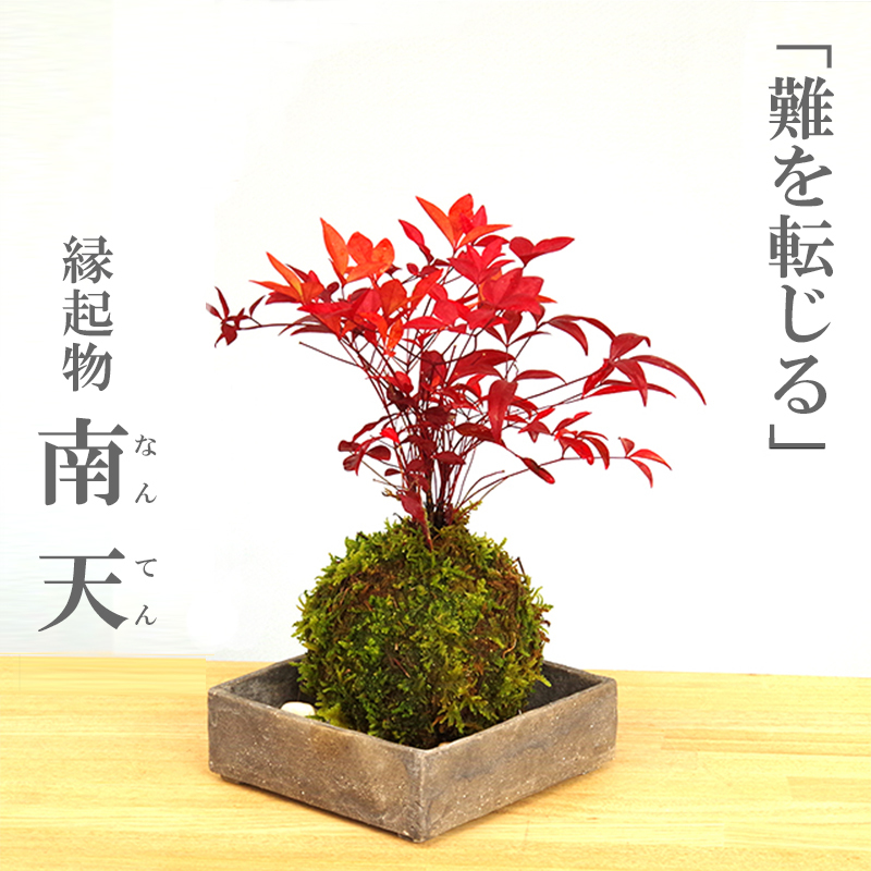 苔玉 南天 ナンテン 器つき 焼締角器セット 春から夏 緑色の新葉 秋