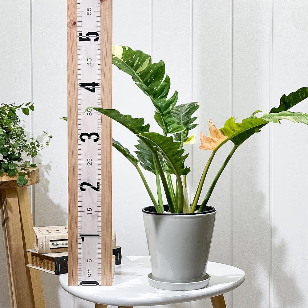 PLANCHU 観葉植物 フィロデンドロン リングオブファイア 5号鉢 受け皿