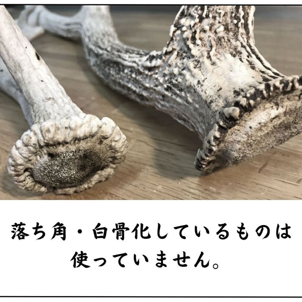 無添加品】鹿の角 5cm前後を100g分セット☆ アクセサリー用 パーツ