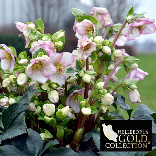 園芸ネット本店｜クリスマスローズ：*HGC Ice N'roses 氷の薔薇