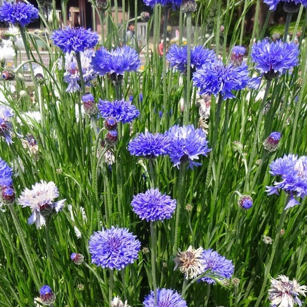 園芸ネット本店｜ヤグルマソウ（矢車草）：中高性ブルー3号ポット の