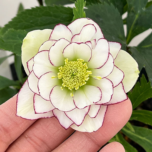 まいさん専用3点おまとめ 分割 クリスマスローズ若泉ファーム雅 園芸