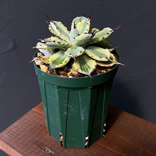 園芸ネット本店｜アガベ：スーパークラウン 4号22-05 の通販【公式】