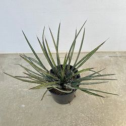 園芸ネット本店｜ユッカ：ロストラータ草丈30～40cm根巻き の通販【公式】
