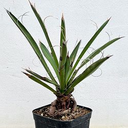 園芸ネット本店｜ユッカ：ロストラータ草丈30～40cm根巻き の通販【公式】