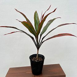 園芸ネット本店｜コルジリネ：アロハグリーン 4.5号ポット の通販【公式】