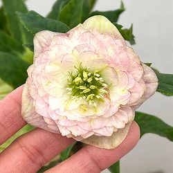 園芸ネット本店｜加藤農園さんのクリスマスローズ：26-04アンティーク