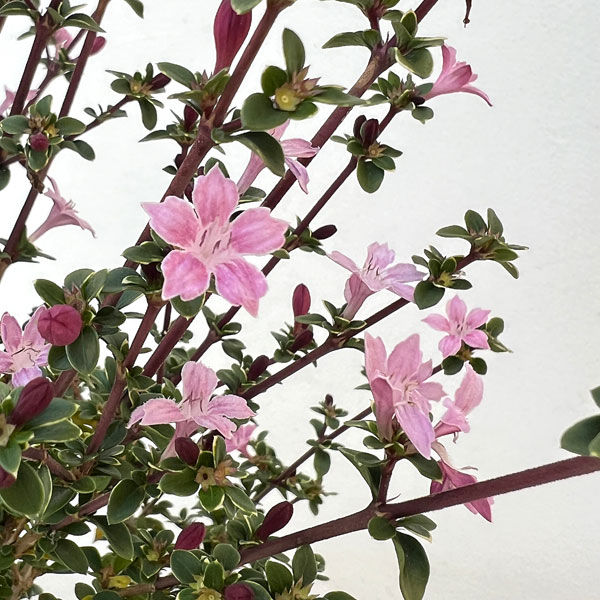 園芸ネット本店｜ハクチョウゲ（白丁花）：桃花（ピンクミスティック