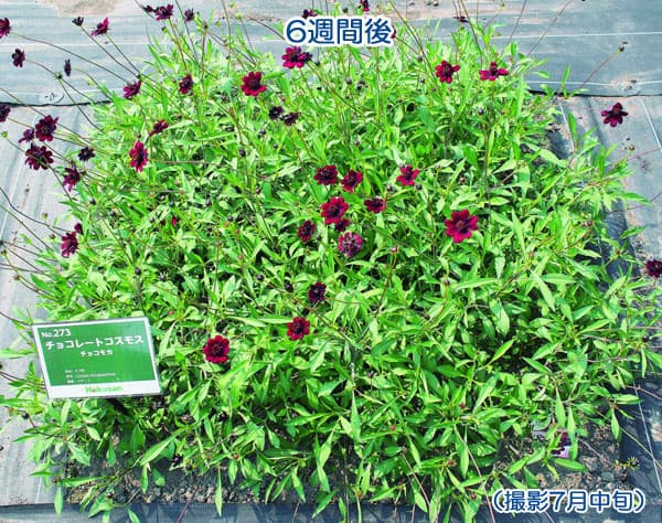 園芸ネット本店｜チョコレートコスモス：チョカモカ4号ポット 6株