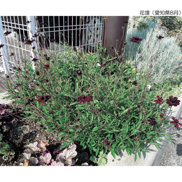 園芸ネット本店｜チョコレートコスモス：チョカモカ4.5号鉢植え の通販