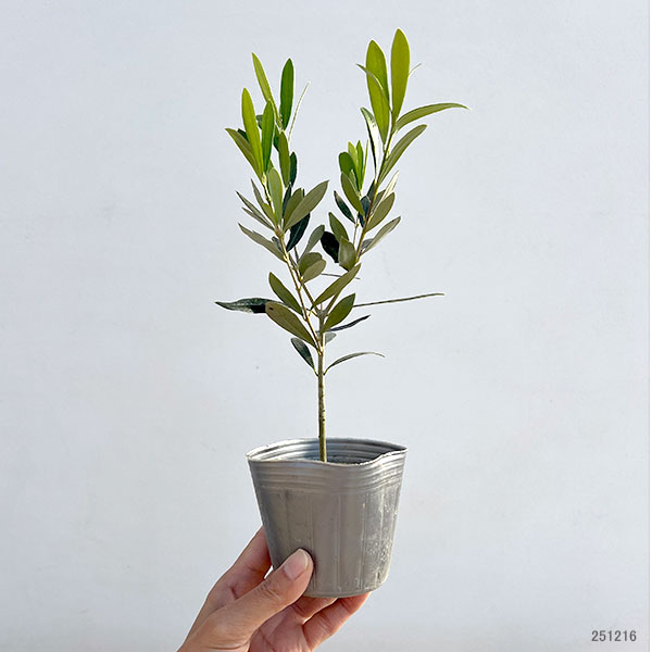 園芸ネット本店｜オリーブ：ルッカ 3-3.5号ポット の通販【公式】