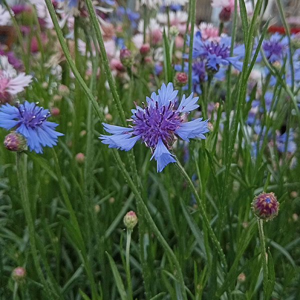 ♢矢車草ページです♢ ヤグルマギク（矢車菊）（セントーレア