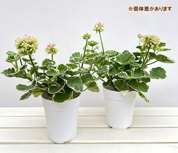 園芸ネット本店｜ゼラニウム：星咲きホワイトリング4号鉢植え の通販