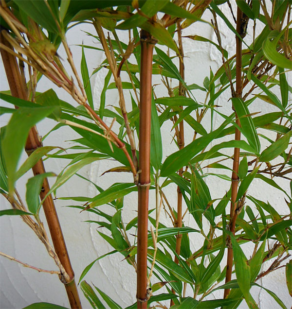 園芸ネット本店｜チゴカンチク（ベニカンチク・紅寒竹・朱竹）6号