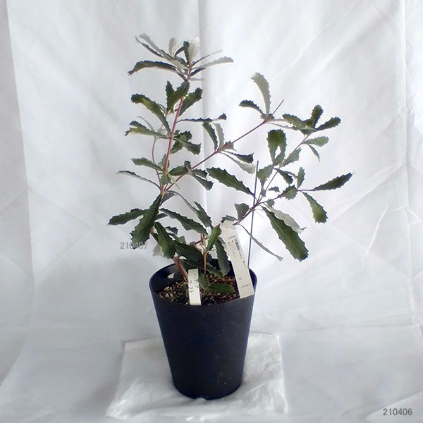 園芸ネット本店｜バンクシア：コーストバンクシア6号鉢植え の通販【公式】