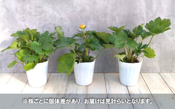 園芸ネット本店｜ラナンキュラス：ラックス ミネルバ3.5-4号ポット の