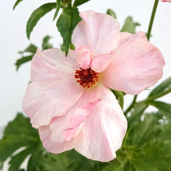 園芸ネット本店｜ラナンキュラス：ラックス イーシス5号鉢植え の通販