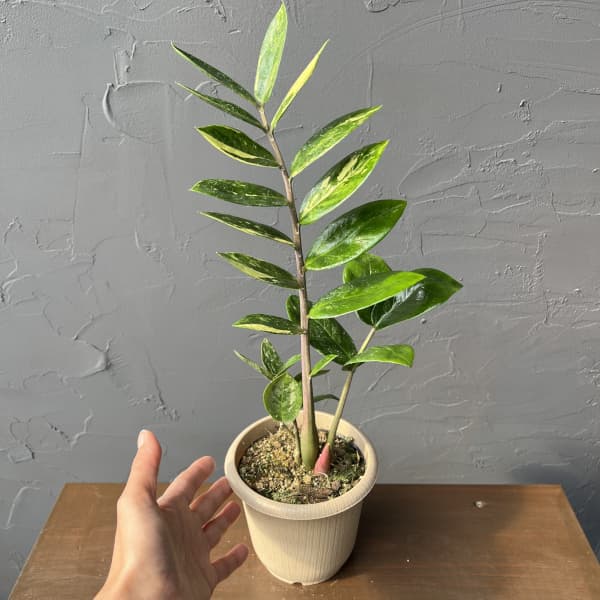 園芸ネット本店｜ザミオクルカス：ザミーフォリア（斑入り） 4号26-01