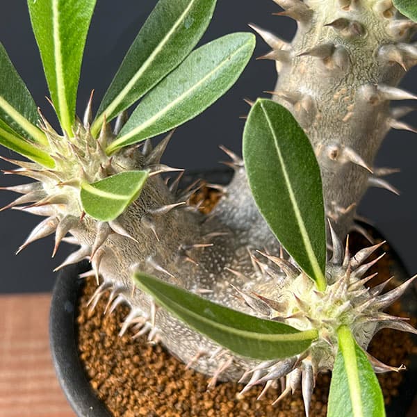 園芸ネット本店｜パキポディウム：伊藤ハイブリッド 実生セレクト株 3