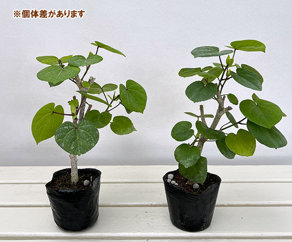 園芸ネット本店｜オオハマボウ：コンパクタ 3号ポット の通販【公式】