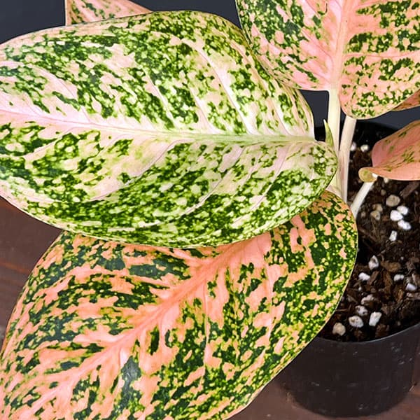 園芸ネット本店｜アグラオネマ：オレンジスターダスト 4号鉢入り の
