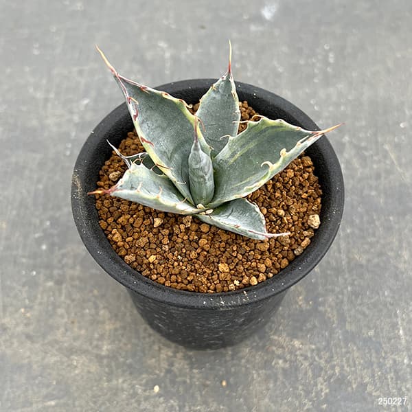 園芸ネット本店｜アガベ ：パラサナ ファイヤーボール 3号ポット の