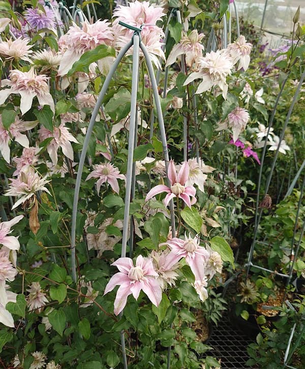 園芸ネット本店｜クレマチス：サクラノヨウセイ（咲良の妖精）3-3.5号