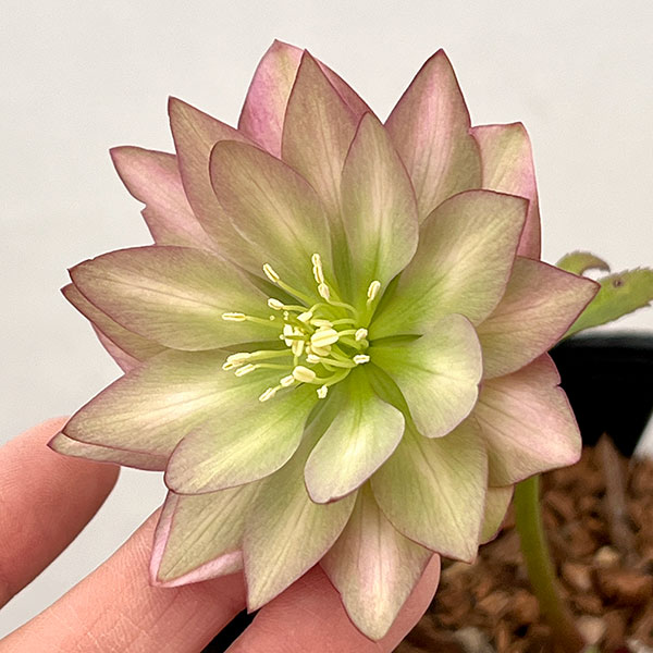 園芸ネット本店｜吉田園芸さんのクリスマスローズ：アンティークピエラ