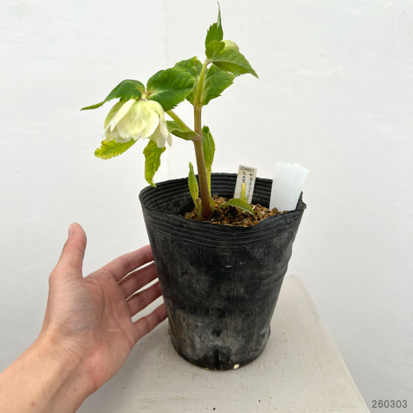 園芸ネット本店｜加藤農園さんのクリスマスローズ：26-14セミダブル