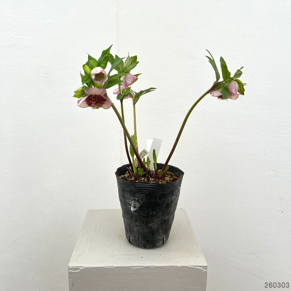 園芸ネット本店｜加藤農園さんのクリスマスローズ：26-12セミダブル