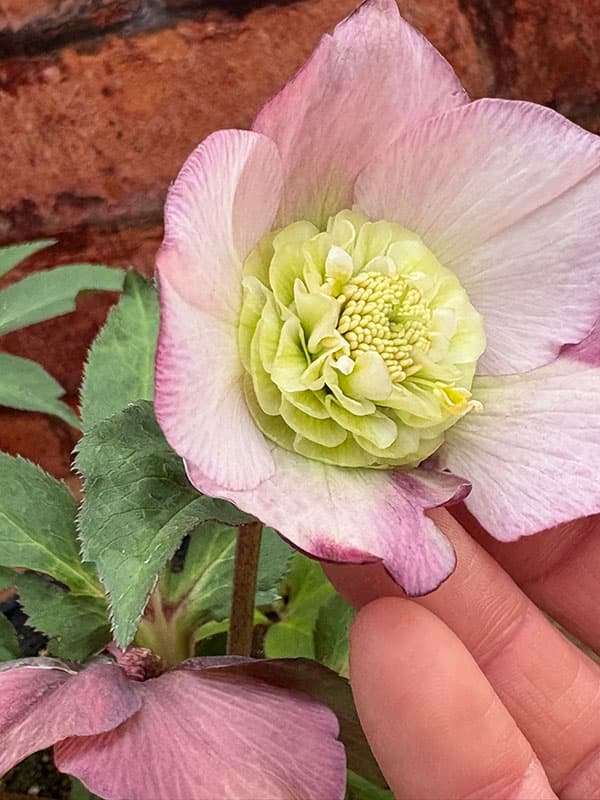 園芸ネット本店｜松村ナーセリーさんのクリスマスローズ：26-128