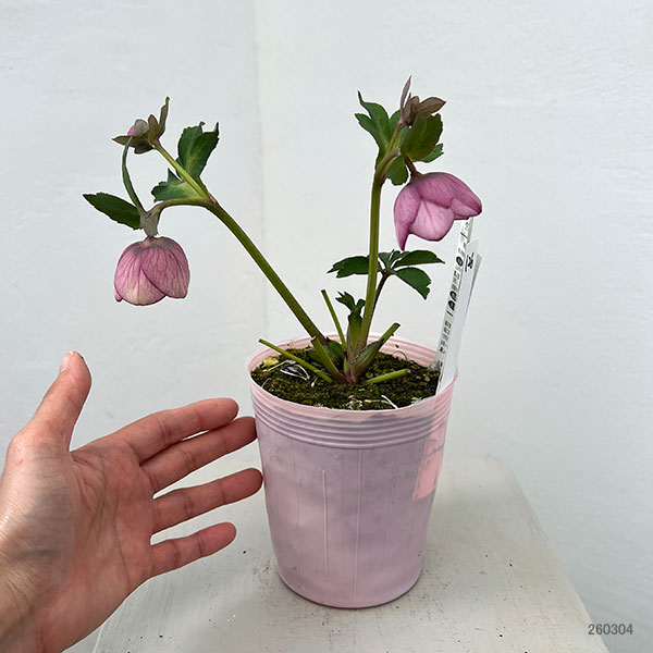 園芸ネット本店｜松村ナーセリーさんのクリスマスローズ：26-126