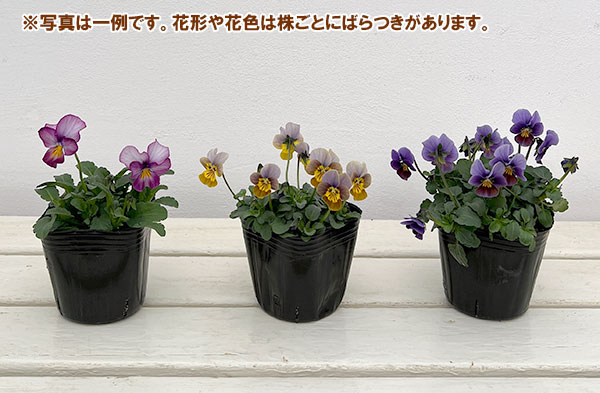 園芸ネット本店｜ビオラ：アンティーク系ミックス3号ポット 6株セット
