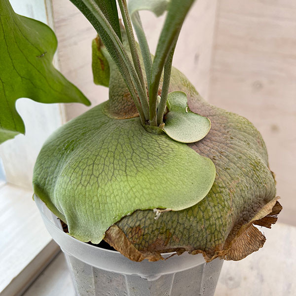 園芸ネット本店｜ビカクシダ（コウモリラン）：ヒリー タートック 5号