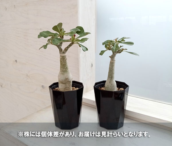 園芸ネット本店｜[26年4月上旬予約]アデニウム：天空のバラ（八重咲き