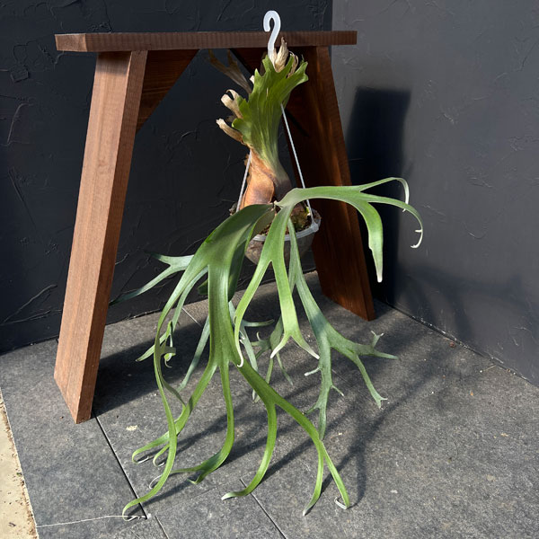 園芸ネット本店｜ビカクシダ（コウモリラン）：ウィリンキー cv