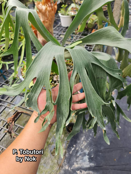 園芸ネット本店｜[送料無料]（わけあり特価）ビカクシダ（コウモリラン