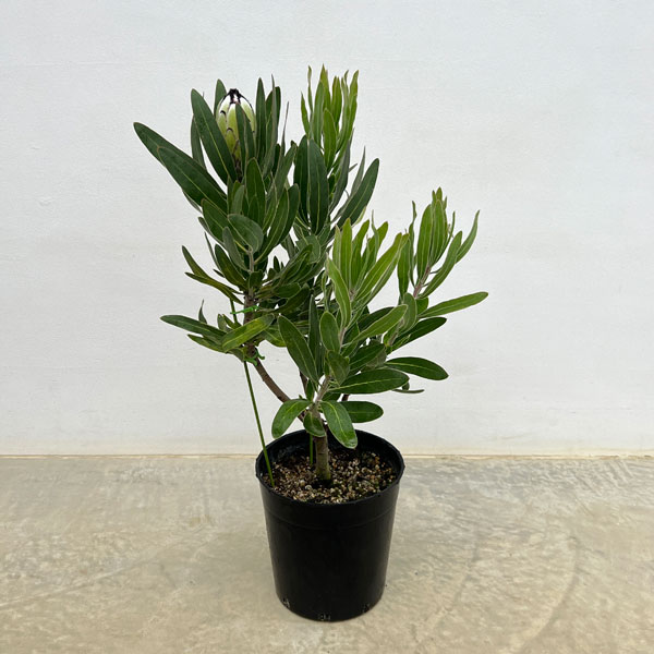 園芸ネット本店｜プロテア：クリームミンク 7号鉢植え25-01 の通販【公式】