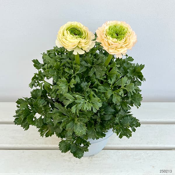 園芸ネット本店｜ラナンキュラス：サクセス トアレグ6号鉢植え の通販