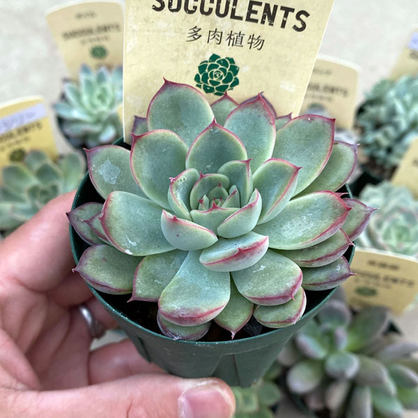 園芸ネット本店｜エケベリア＆多肉アソート 3株セット の通販【公式】