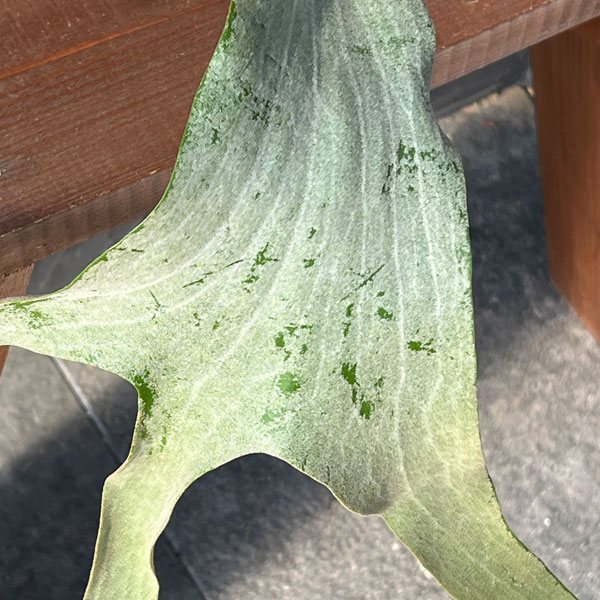 園芸ネット本店｜ビカクシダ：ミックススポア株（willinckii Wild Cat