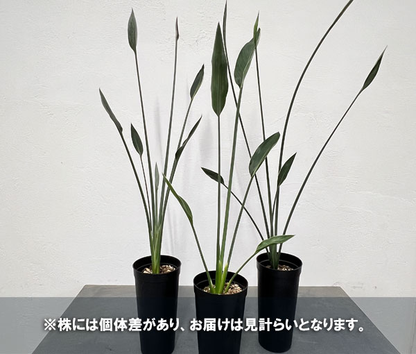 園芸ネット本店｜ストレリチア：ユンケア（ノンリーフ) 10.5cmロング