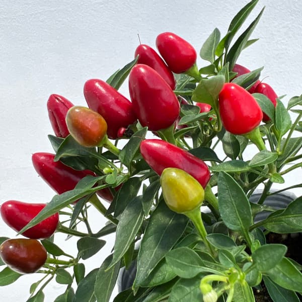 園芸ネット本店｜トウガラシ（観賞用）：ポコアポコ レッド3号ポット