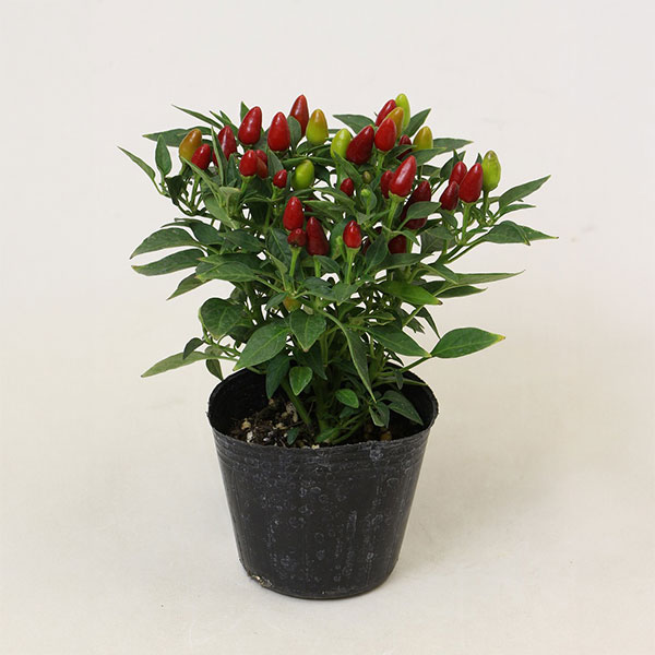 園芸ネット本店｜トウガラシ（観賞用）：ポコアポコ レッド3号ポット