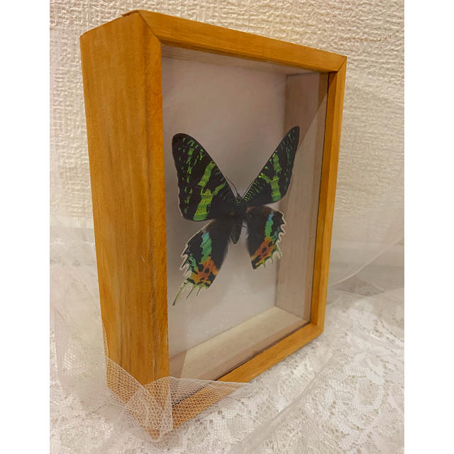 ニシキオオツバメガ標本の通販 by MDP's shop｜ラクマ