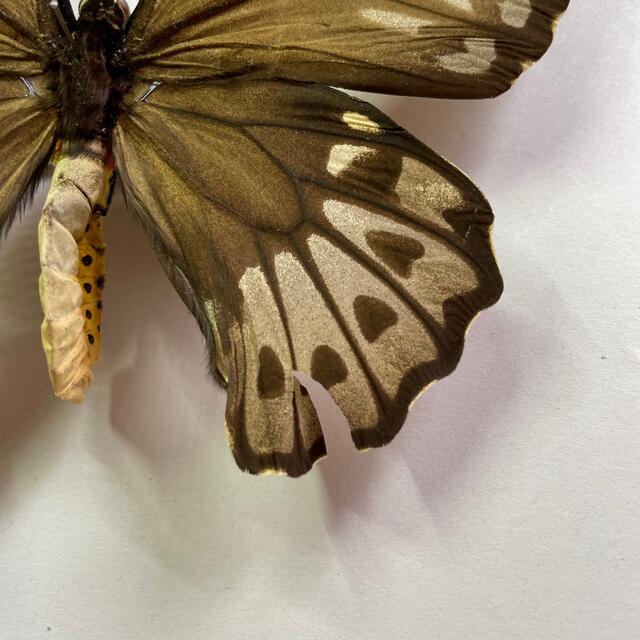 アオメガネトリバネアゲハ メス 蝶 標本の通販 by 標本箱｜ラクマ
