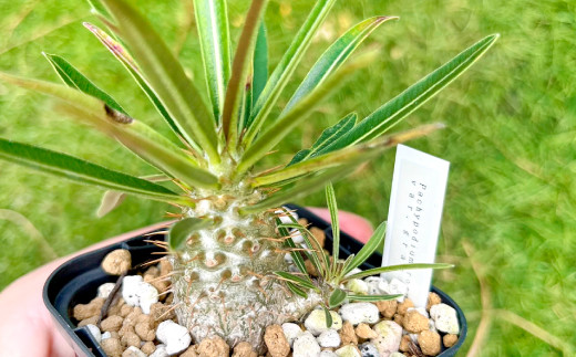実生コーデックス(塊根植物)パキポディウムグラキリス1鉢【数量限定
